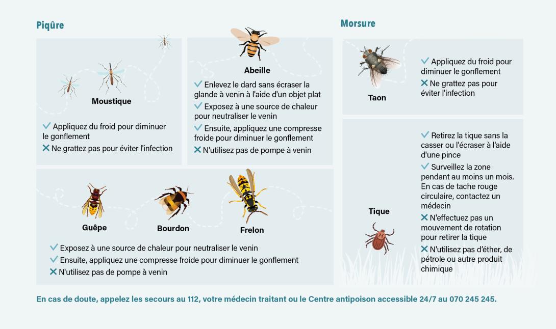 Infographie sur les insectes