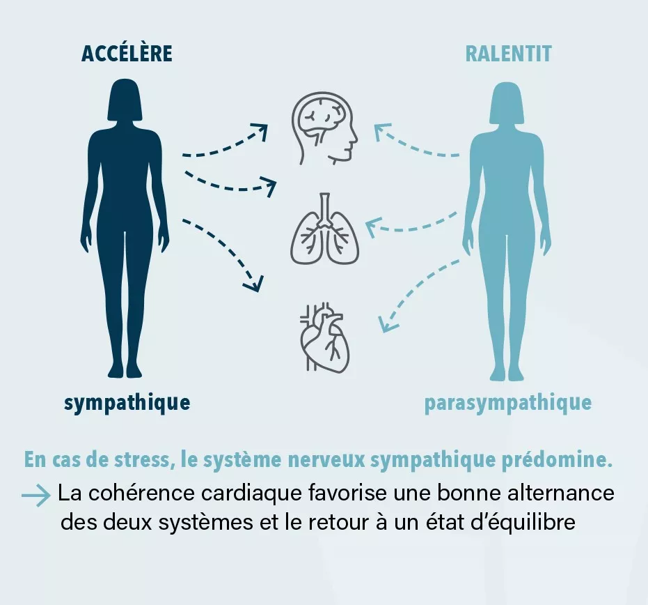 Système nerveux autonome